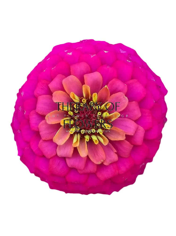 Zinnia elegans OKLAHOMA carmine therapyofflowers.com