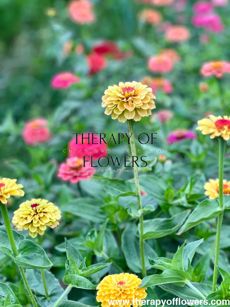 Zinnia Queen Lemon Peach