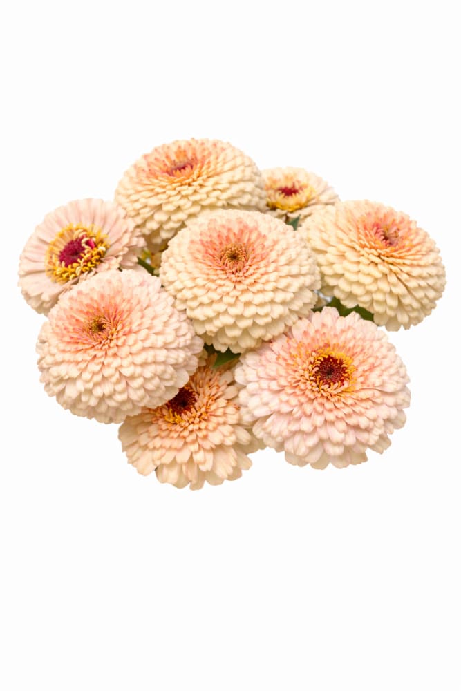 germini flower seeds Zinnia elegans Rosetta Lemon to Yellow Seeds