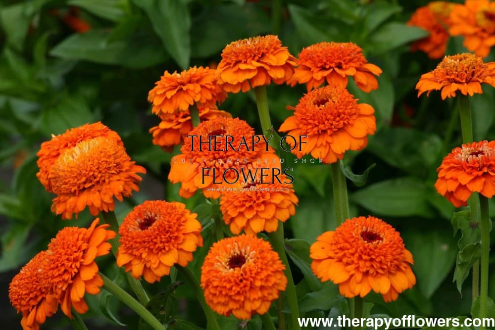 Zinnia elegans Zinderella Orange | Scabiosa-Flowered Zinnia therapyofflowers.com