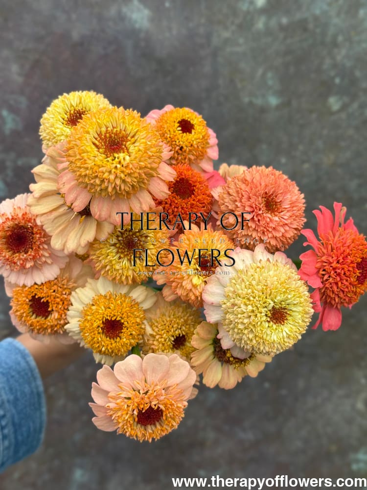 Zinnia elegans Zinderella Peach - 20 seeds - seeds