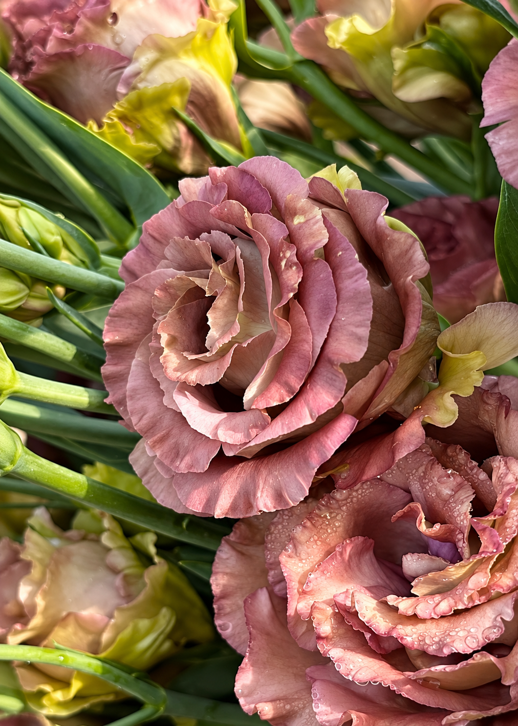 How to Grow Lisianthus from Seed: A Beginner’s Guide to Beautiful Blooms