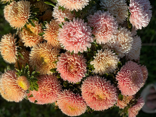 Why Grow China Aster Chrisantella Series