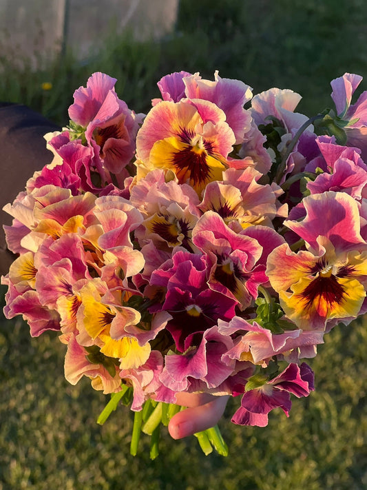 Everything About Pansies – How to Grow, Care & Protect Them From Frost