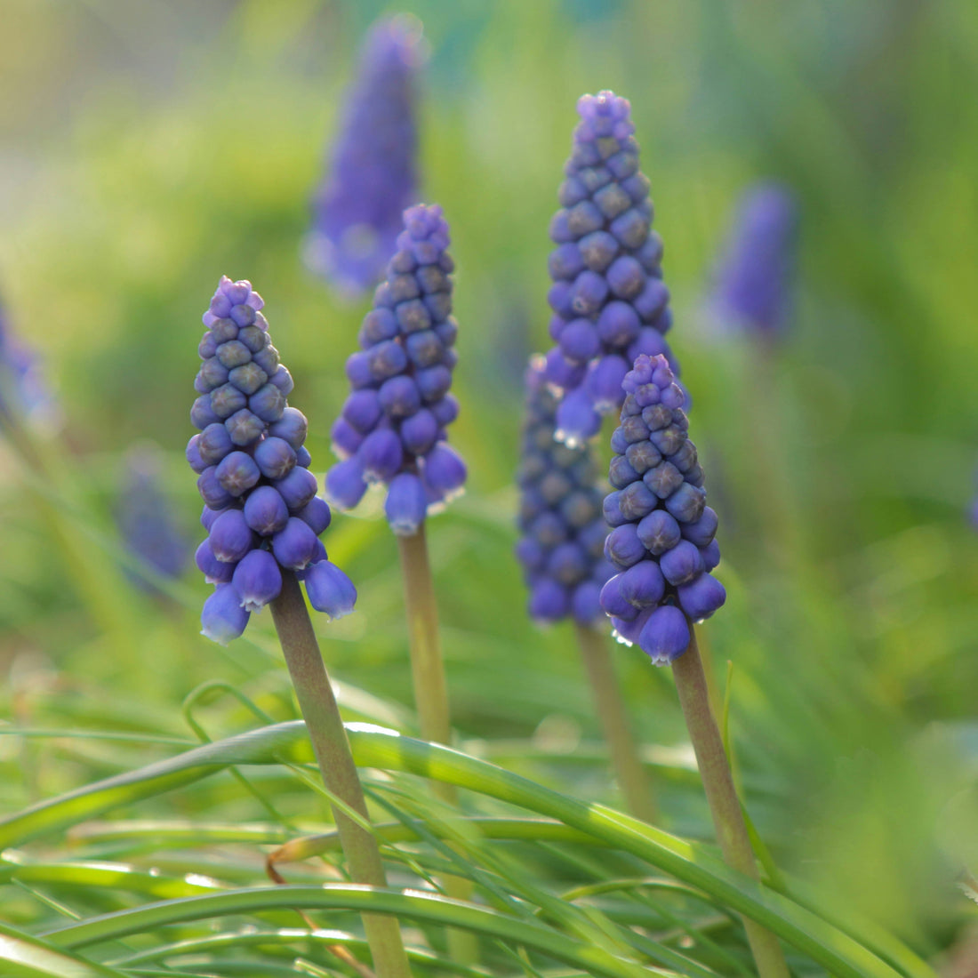 Muscari – The Charming Spring Bulb We Return to Every Year
