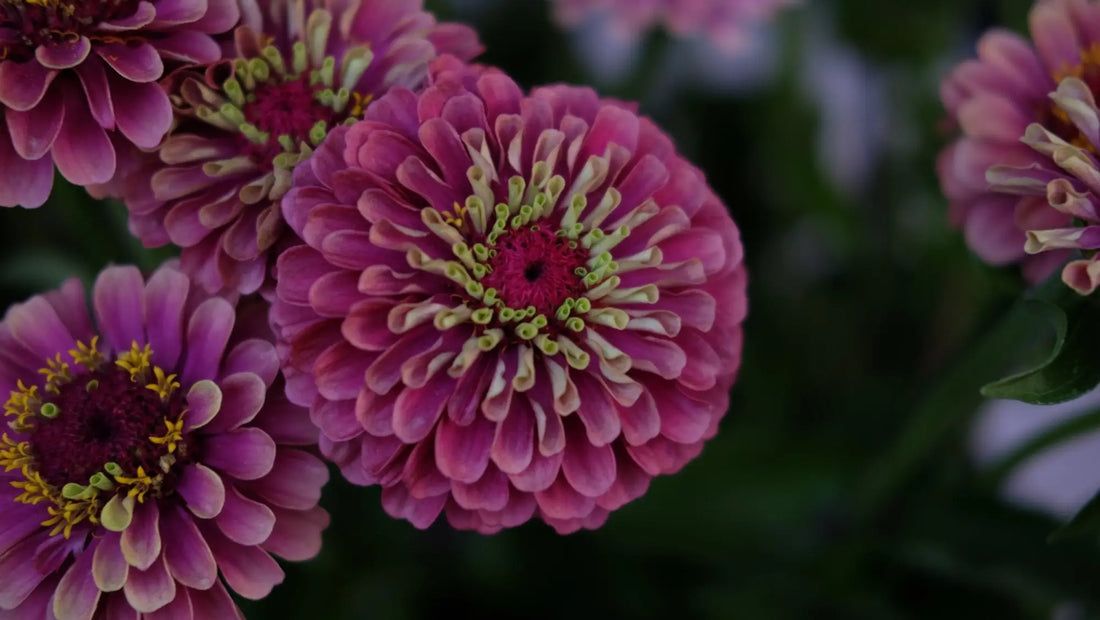 Best Zinnia Varieties for Your Garden - therapyofflowers.com