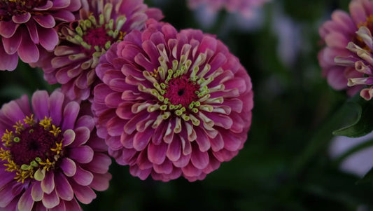 Best Zinnia Varieties for Your Garden - therapyofflowers.com