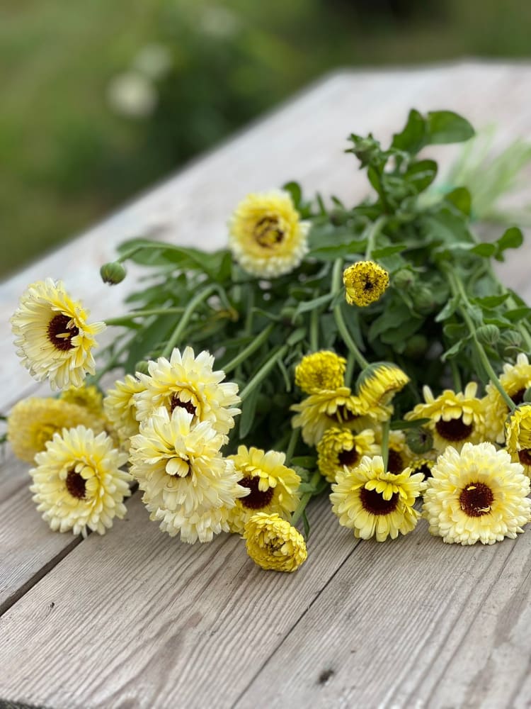 Growing Calendula for Cut Flowers | Growing Guide