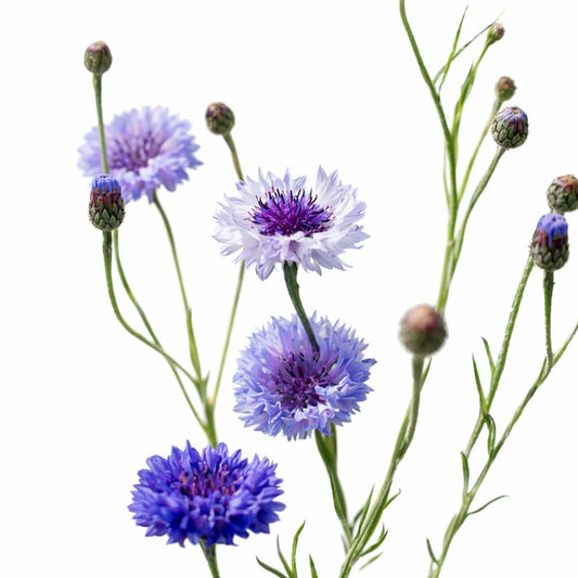 Cornflowers (Centaurea cyanus) - A Quiet Essential for the Cutting Garden