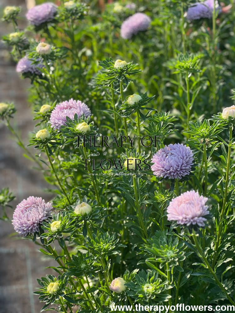 When to Sow China Asters (Callistephus chinensis)