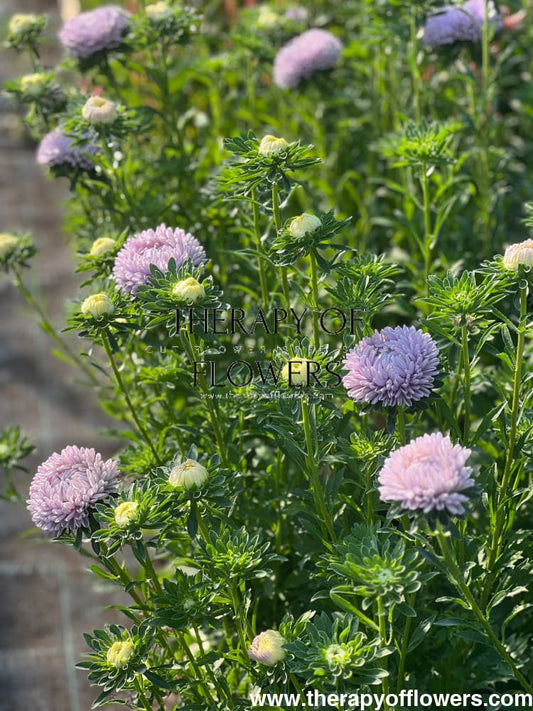 When to Sow China Asters (Callistephus chinensis)