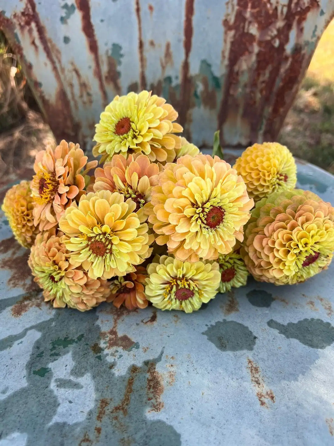 Cultivating Zinnias for Stunning Cut Flowers