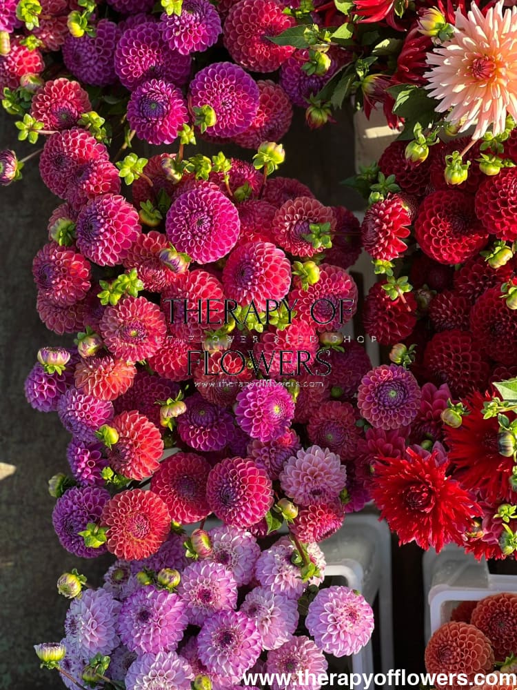 Dahlia Diseases and How to Prevent Them