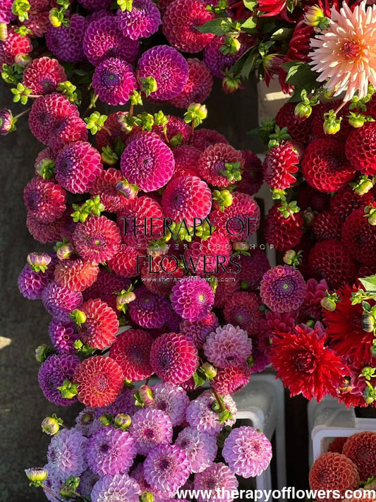 Dahlia Diseases and How to Prevent Them