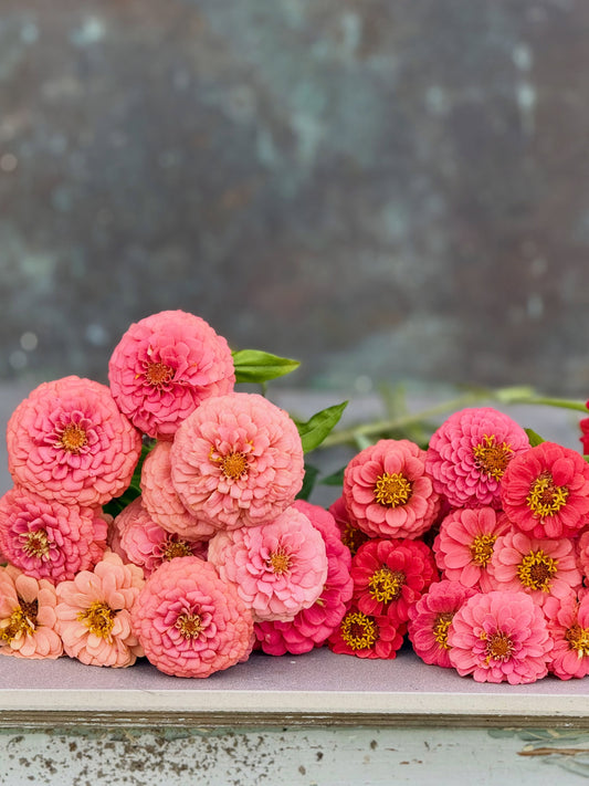 Grow Something Extraordinary with Therapy of Flowers