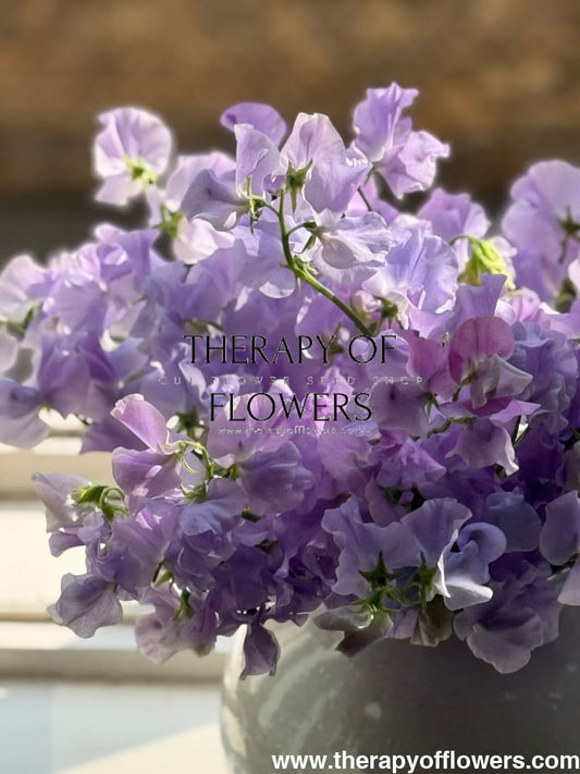 Sweet Pea Seeds: Ruffled, Large-Flowered and Perennial Types Explained