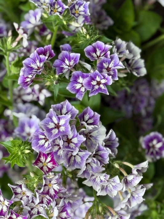 The Complete Guide to Harvesting & Storing Annual Phlox for Maximum Vase Life