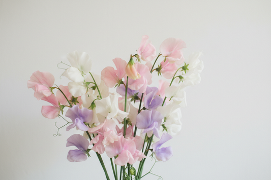 When to Sow Sweet Pea Seeds in Europe