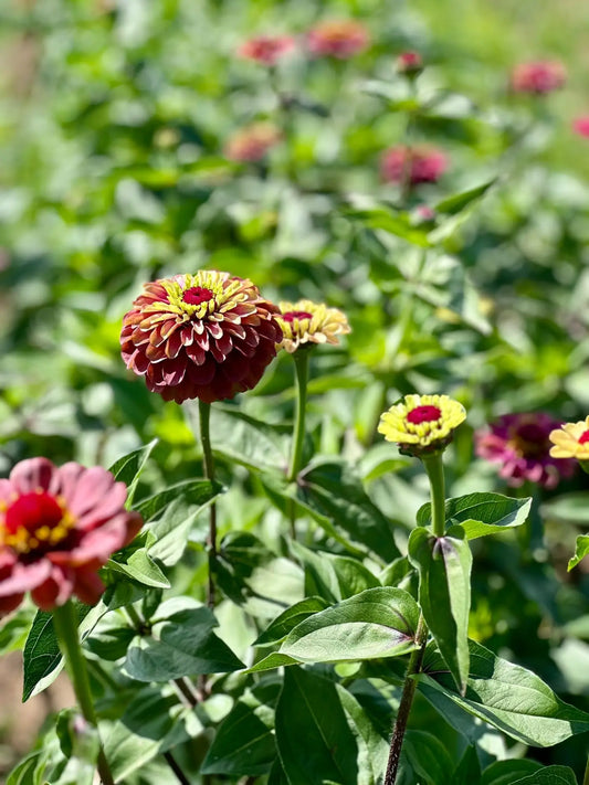 The Queen series zinnias are true garden treasures - therapyofflowers.com