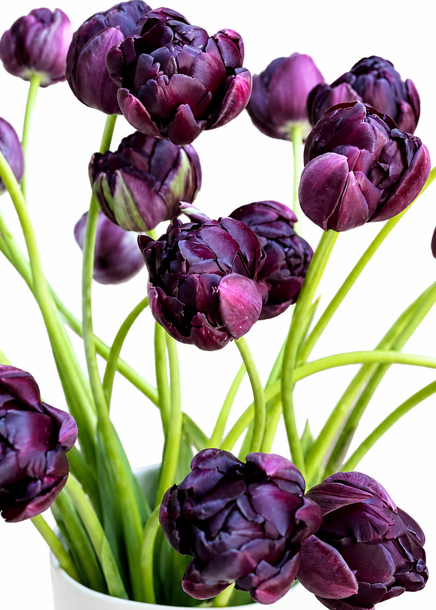 Are Tulips and Daffodils Perennials?