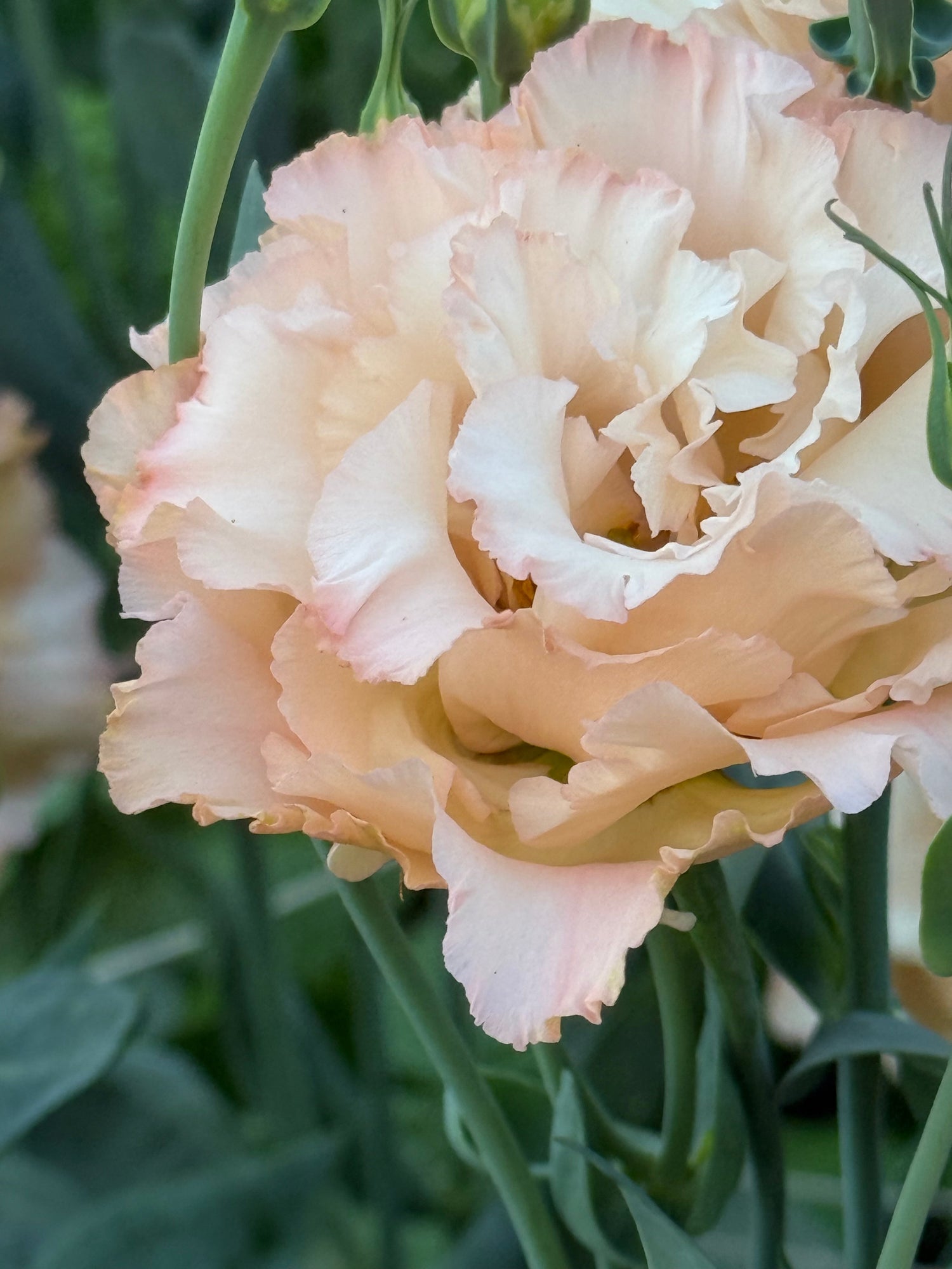 Lisianthus Corelli™