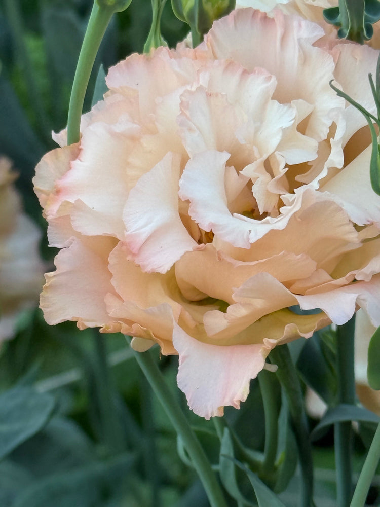 Lisianthus Corelli™