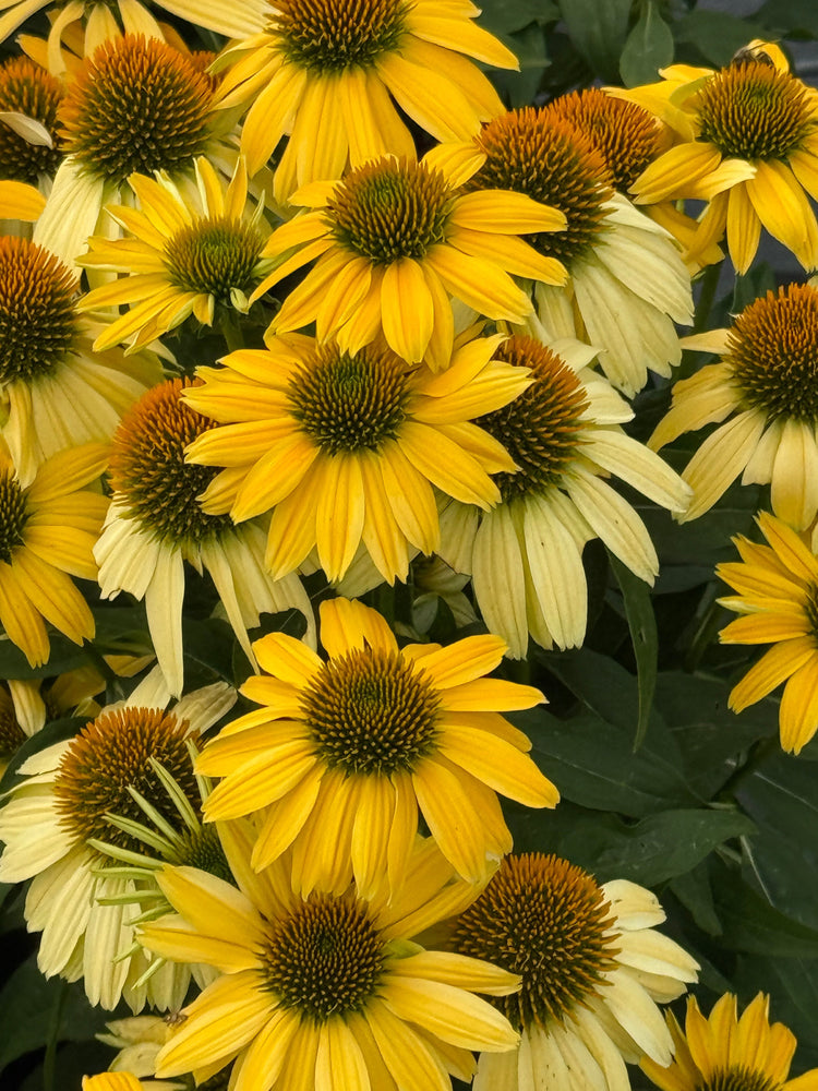 Echinacea purpurea PollyNation™ Golden Summer Mix | Coneflower therapyofflowers.com