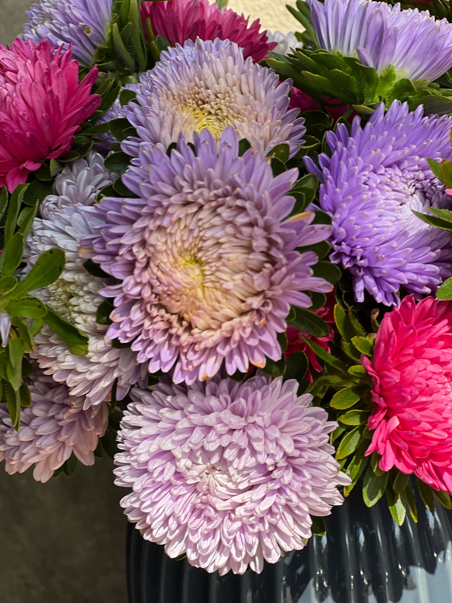 China Aster Gala | Callistephus chinensis