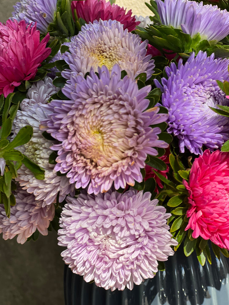 China Aster Gala | Callistephus chinensis