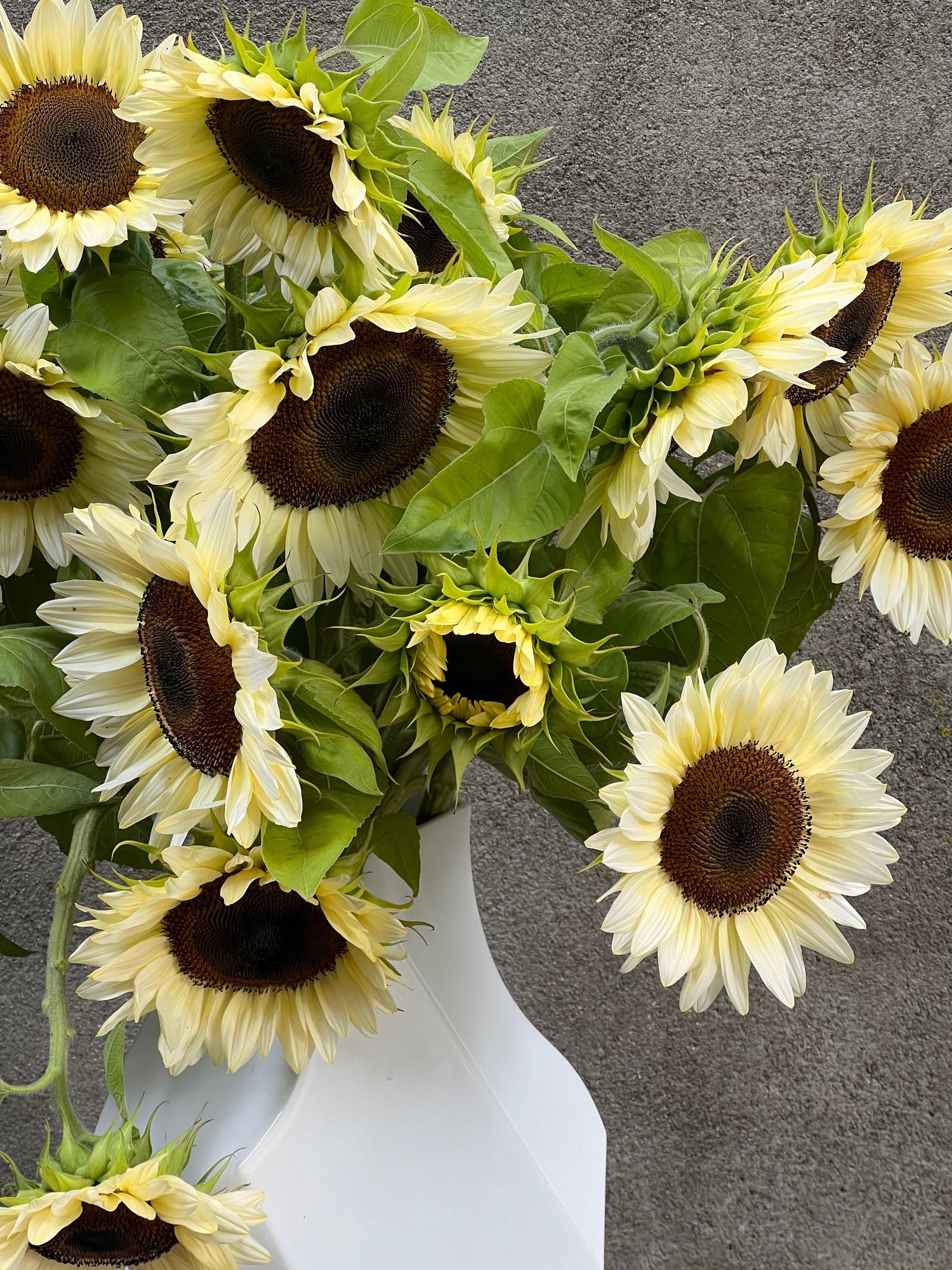 Premium Sunflowers | Helianthus annuus