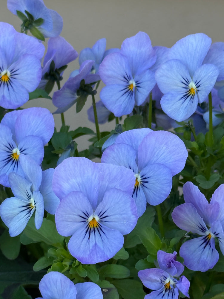 Viola cornuta | Horned Violet | Perennial Beauty for Every Season