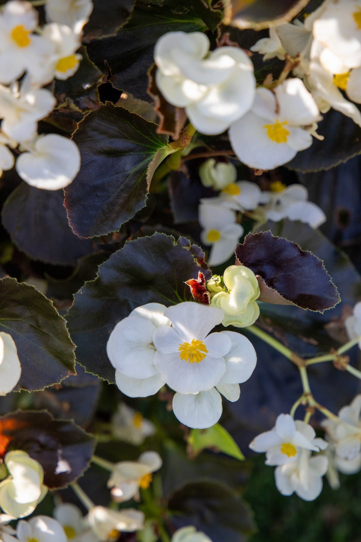 Begonia x benariensis BIG® White Bronze Leaf | Hybrid Begonia therapyofflowers.com
