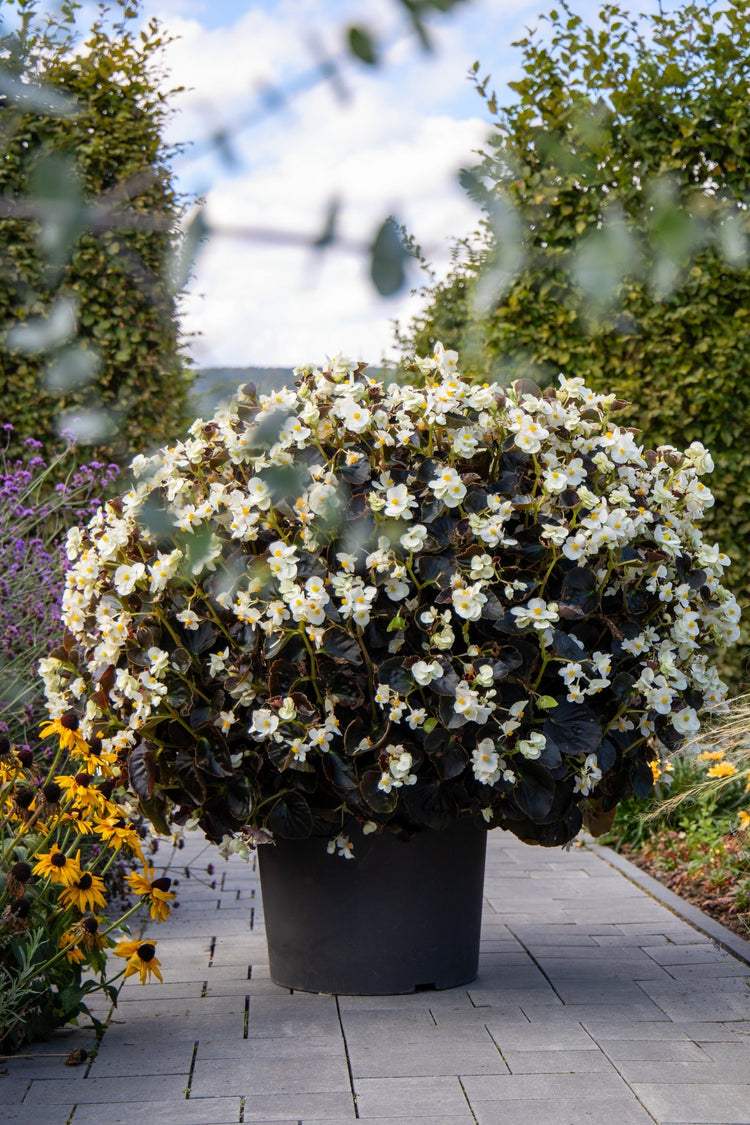 Begonia x benariensis BIG® White Bronze Leaf | Hybrid Begonia therapyofflowers.com