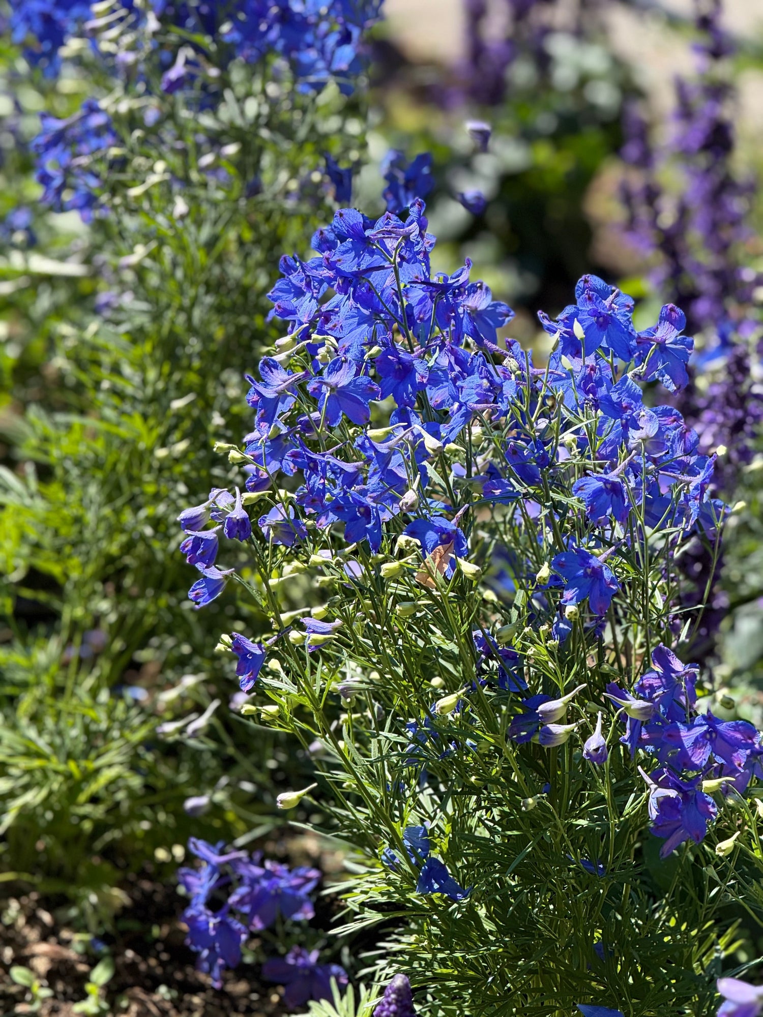 D – Flower Seeds