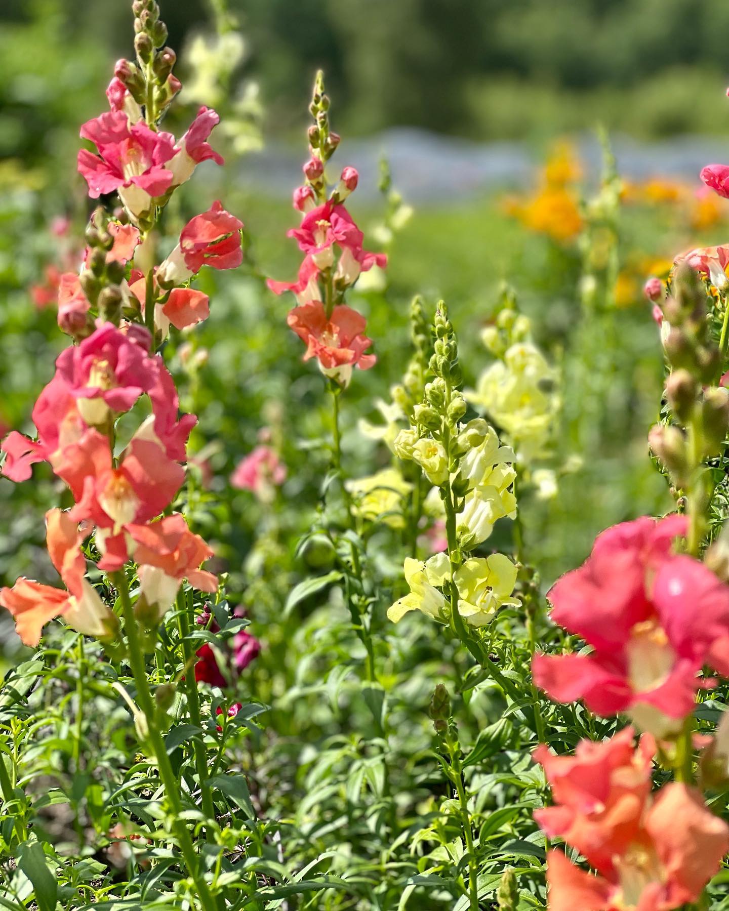 Snapdragon Chantilly | Antirrhinum majus | Open-Faced Snapdragon Seed Collection
