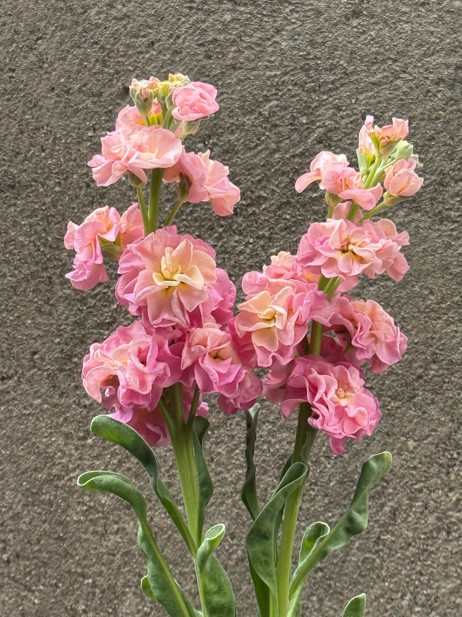 M – Flower Seeds