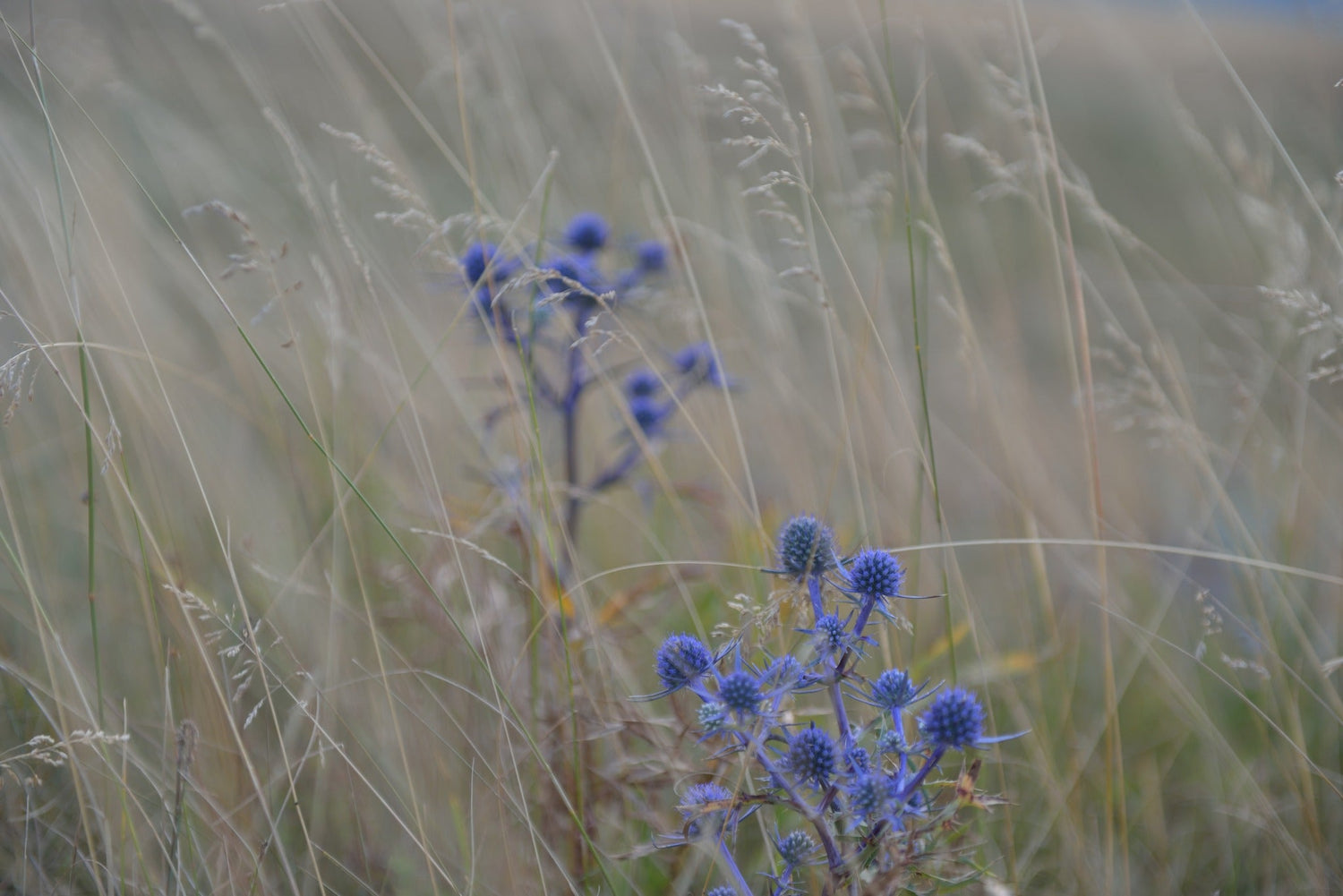 Eryngium planum | Flat Sea Holly | Perennial Seed Collection