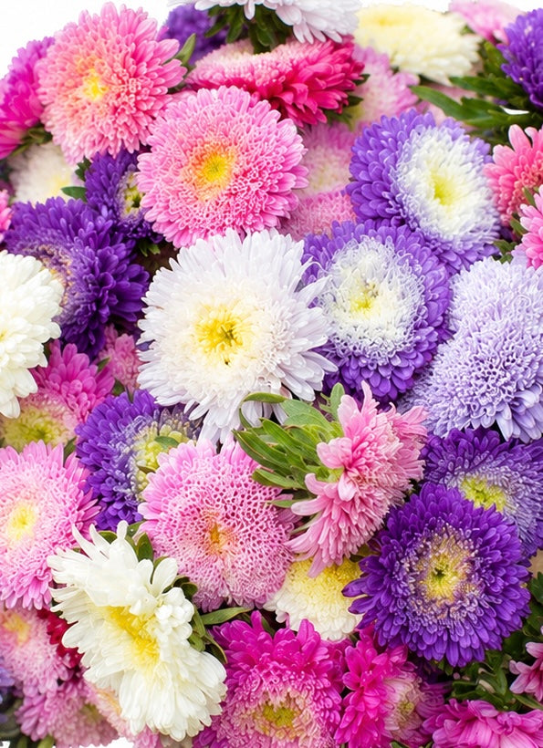 China Aster Matador®  | Callistephus chinensis