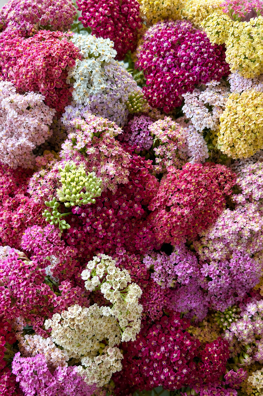 A – Flower Seeds