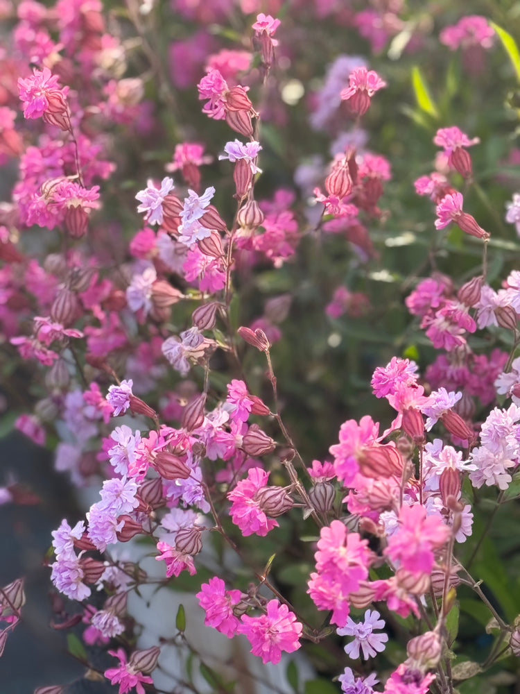Silene pendula Sibella Lilac | Nodding Catchfly therapyofflowers.com