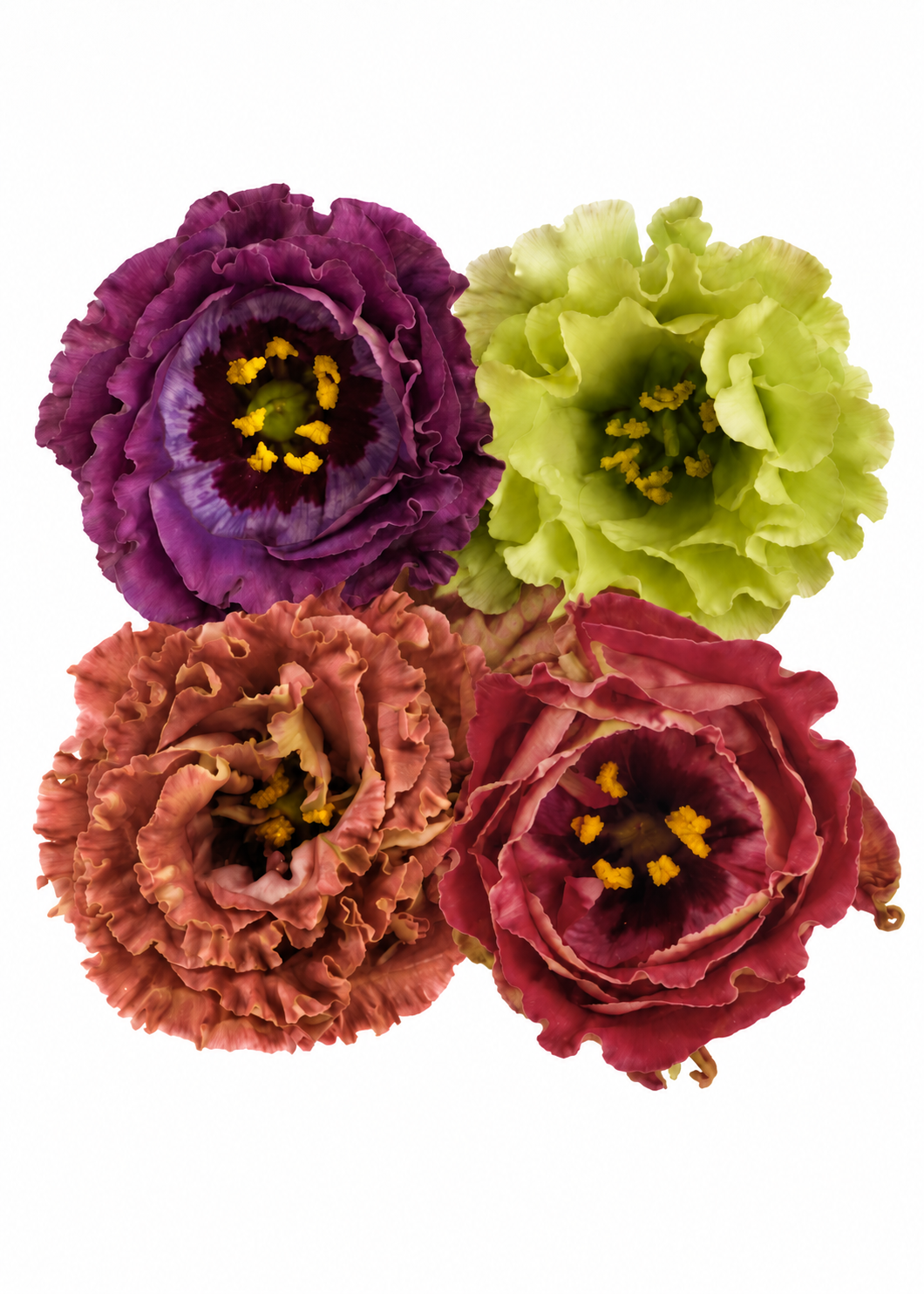 Eustoma grandiflorum Rosanne | Lisianthus