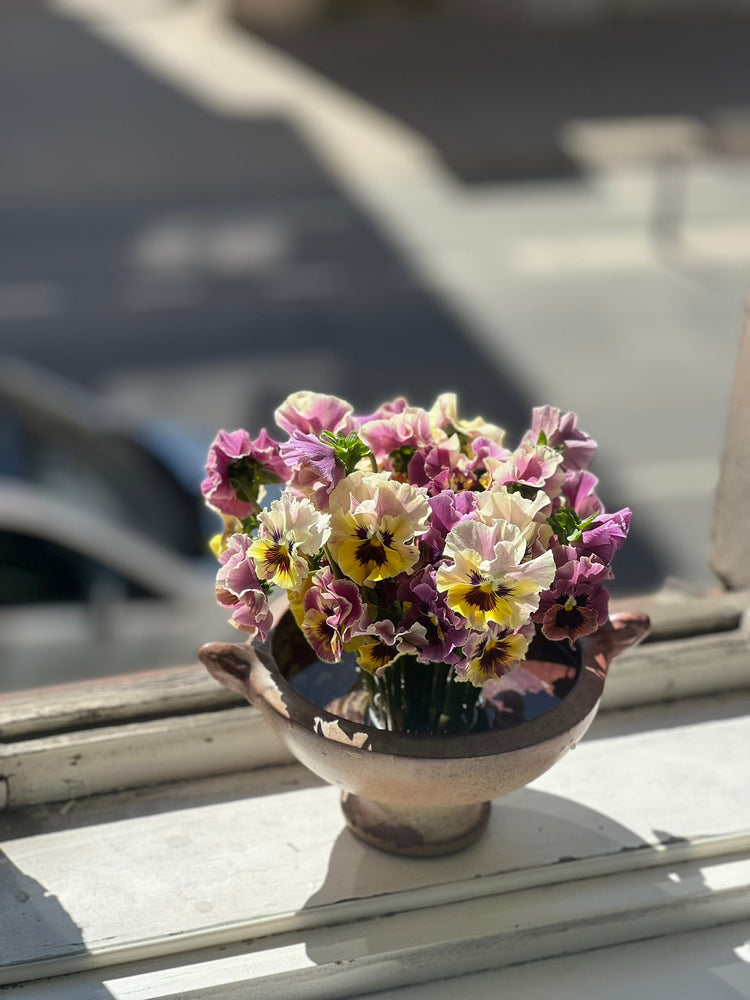 Other Viola x wittrockiana | Pansy Varieties Collection