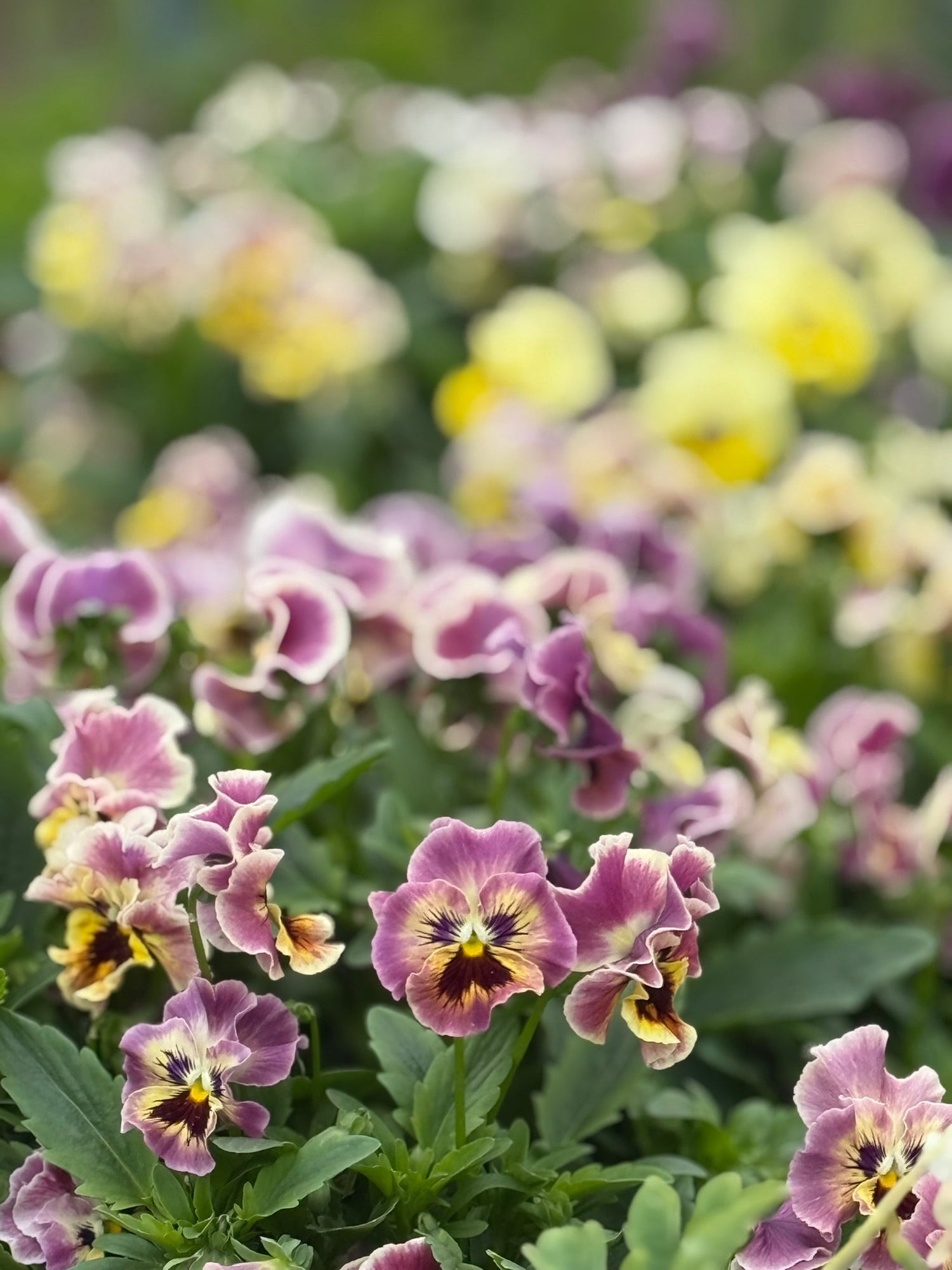 Italian Pansy | Viola x wittrockiana F1