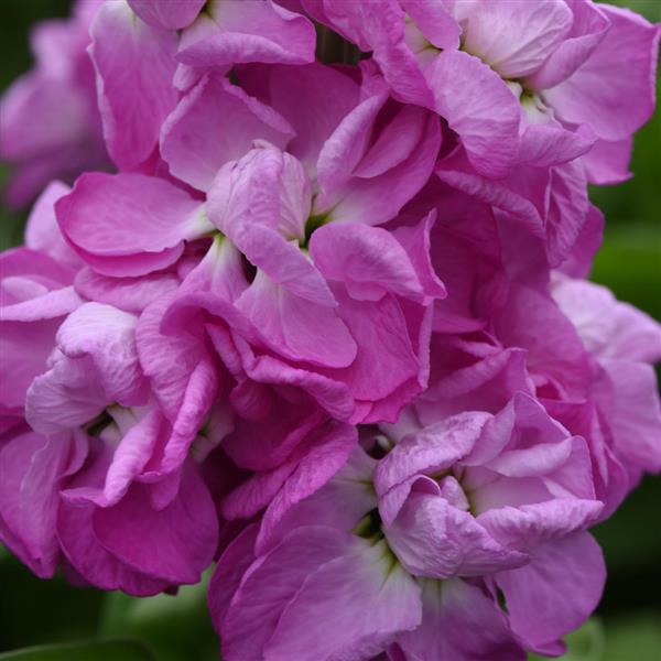 Matthiola incana Mathilda™ Series | Stock Seeds