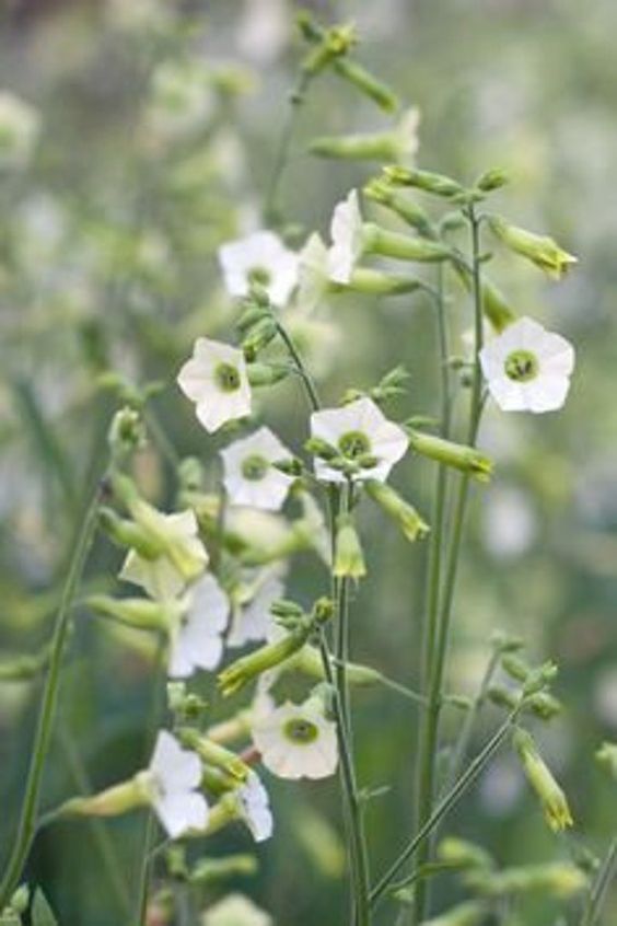 N – Flower Seeds