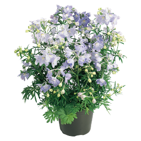 Delphinium grandiflorum | Siberian larkspur