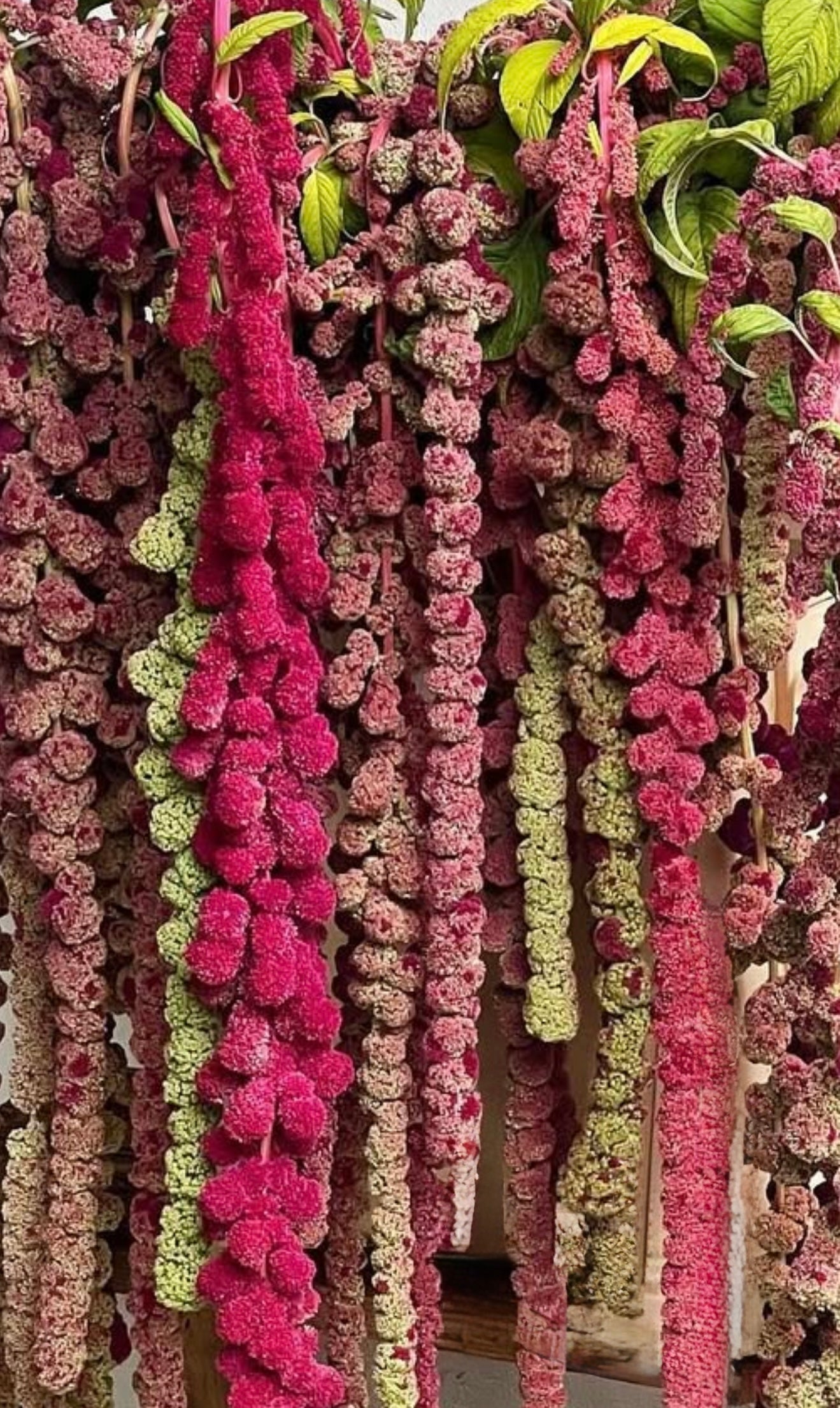 Amaranth | Amaranthus