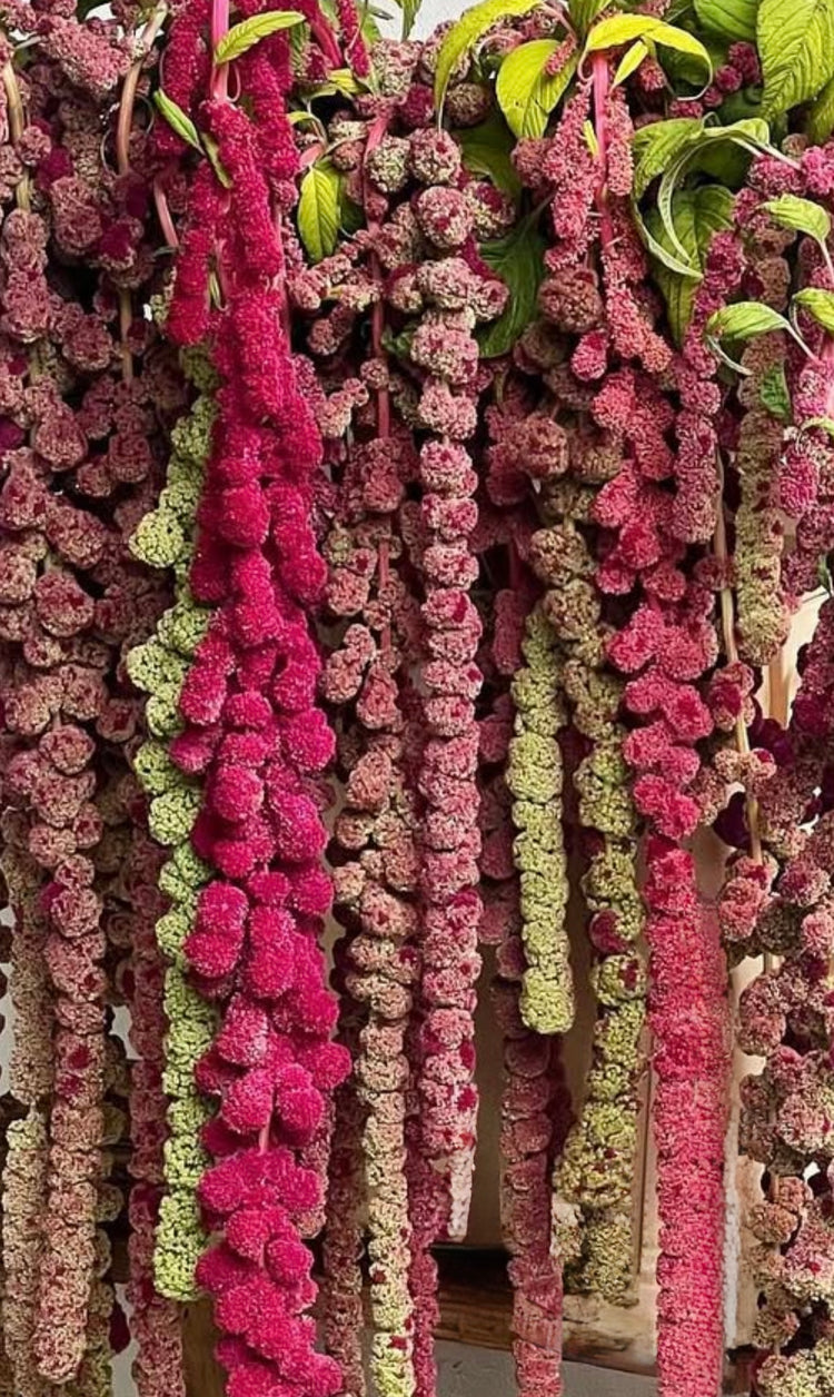 Amaranth | Amaranthus