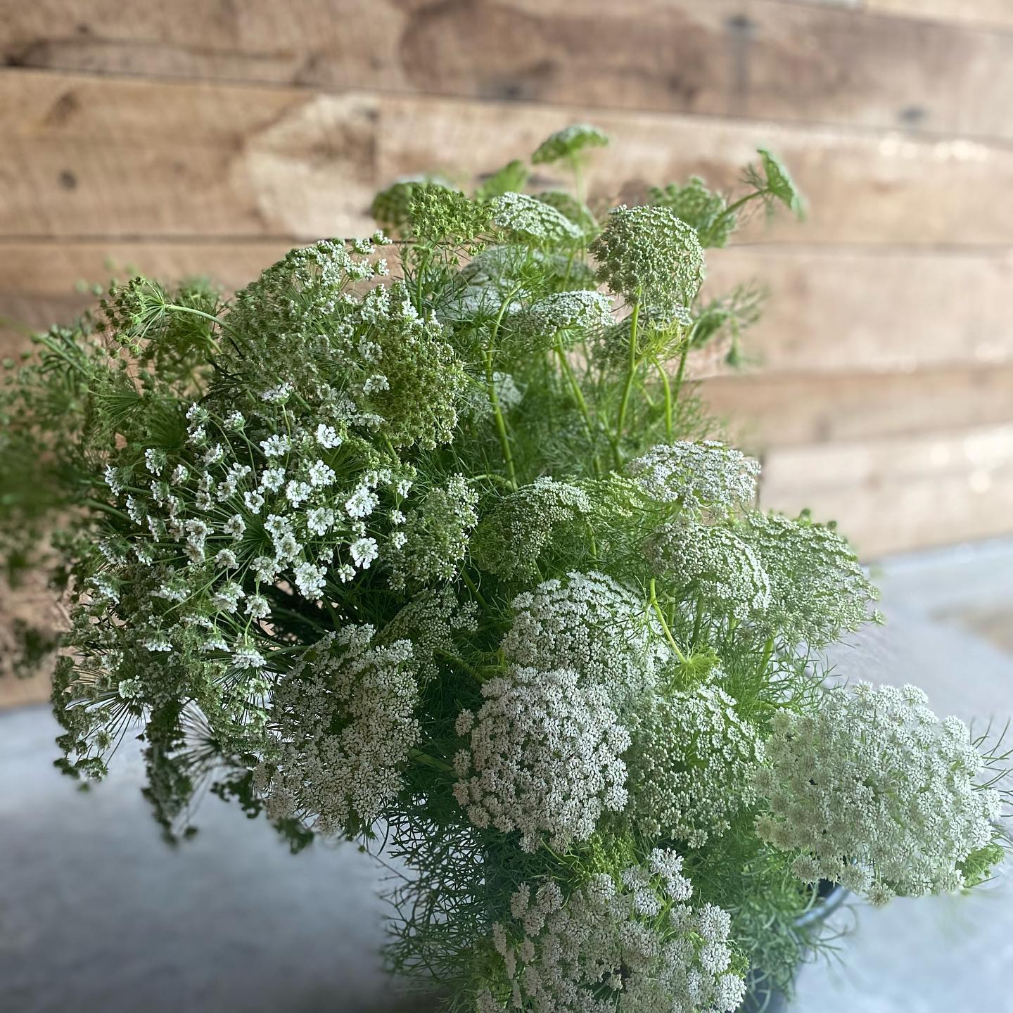 Ammi majus | Daucus carota - therapyofflowers.com