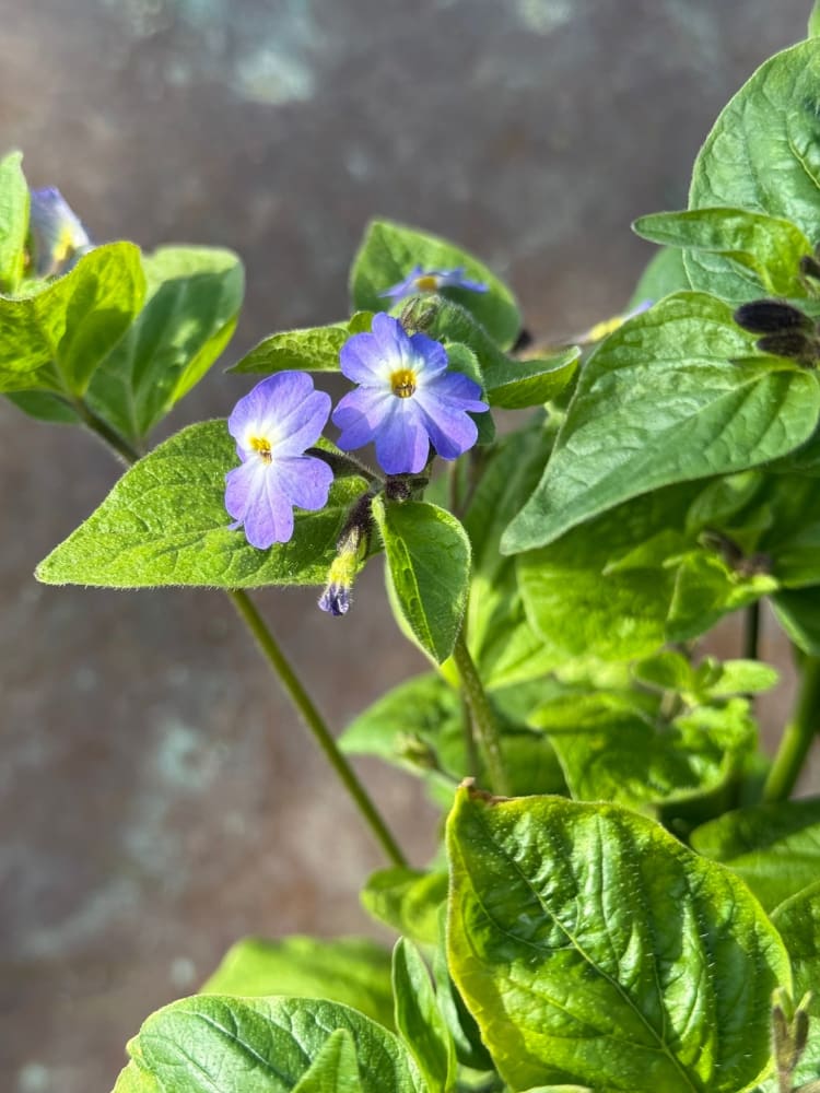 B – Flower Seeds